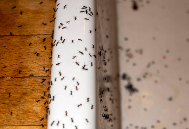 Best Pest Removal Services  in March Ar, CA